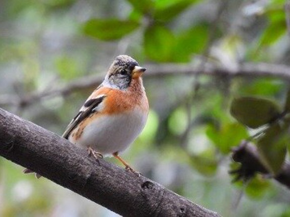 2026年4月12日の野鳥公園