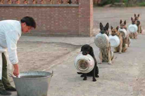 なんｊまとめ 江戸の人 伊勢参りしたいけどジジイだから無理 代わりにウチの犬行かせたろ ニワカ歴史オタが語る雑記