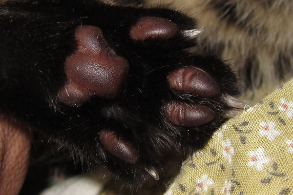 まぁ坊の思いつくまま考古学日記 猫