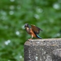 カワセミ　夢のような美しさ