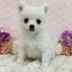 かねだい四街道店ブログ