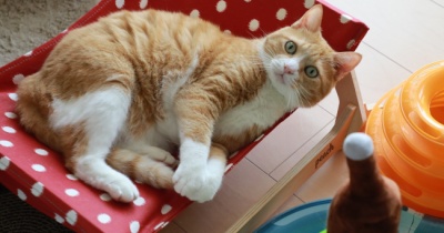 予想外でどっきりする猫。