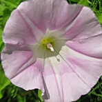 秋田野の花　道の花