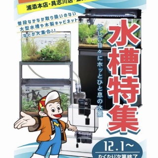 SONOアクアプランツファーム水草･海藻情報局