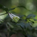 花は初めてかも・・・アリドオシ