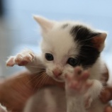 『猫の支援物資が足りてないんです。。。』の画像