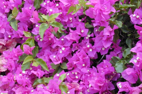 南米ペルーでガイドしています 花