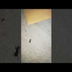 虫愛づる姫君×２