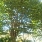 私の好きな時間空間仲間たち…一日一楽