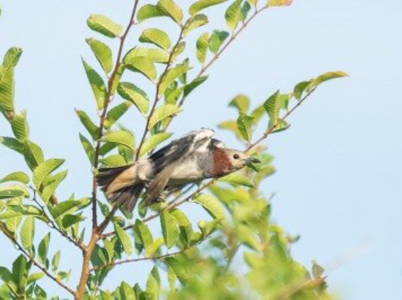 2026年7月19日の野鳥公園
