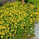 令和8年4月11日土曜日晴れ