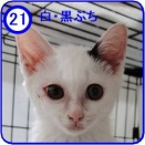 里親募集【 みゃ～ 】№21