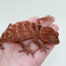 【新入荷！！】オニタマ！パンサー！クレス等！