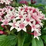 花のある暮らし