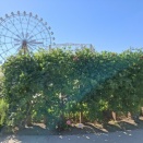 ハートフルガーデンの開花状況です