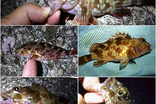 釣りする しろいたち 香住 西港