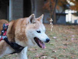 最後の秋写真？？