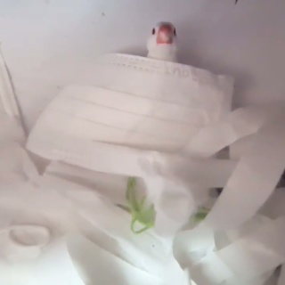 白文鳥のぴーちゃんの記録