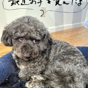 ���ϼ�ʬ������/����̲��������32������