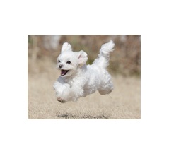 2-21-2　武村　ピノくん　6歳