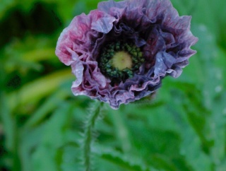 アメージンググレイ　希望あり!