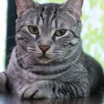 猫カフェ ねこまんまBlog
