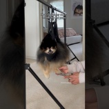 『犬の毛をカットするときに暴れたらこうやって躾けるといいらしいですよ』の画像