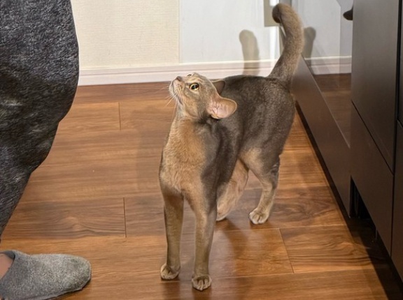 パパが帰って来て嬉しいわか坊と、いつも通りのぼくちん