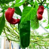 『私の光マイクロバブル入浴研究Ⅲ(107)光マイクロバブル足浴（10）』の画像