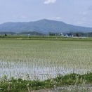 田植えのころ    昼の月