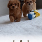 トイプードル専門　Pretty dog Rich