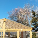 蕾のまま霜にあたったモクレンと梅の花