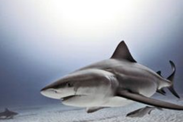 サメ シャチ好き集まれ情報局 茨城のサメ