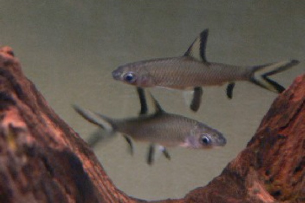 シルバーシャーク 海坊主とmoon