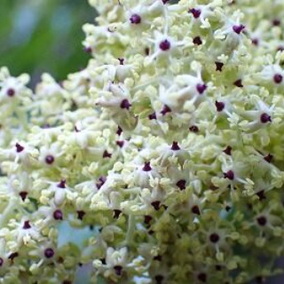 みかん農家のこだわりみかん栽培の日々