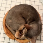サラダボウルをベッドにしてた( •̄ .̱ •̄ )