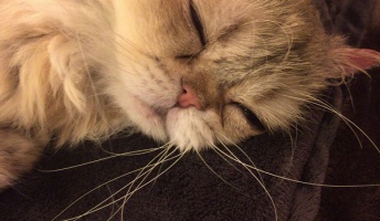 2/22は猫の日なのできゃわわな猫画像ください!