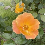 きよひめの気ままにロザリアン