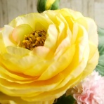 四つ葉のくまさんの癒しのお花、時々お料理日記