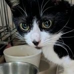 みにみゅう　猫の飼い主さん募集中　