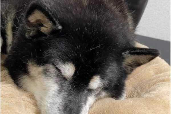 柴犬アトム🌈・黒柴アラレの日々是好日