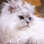 猫カフェ ねこまんまBlog