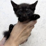 袋井動物病院日記