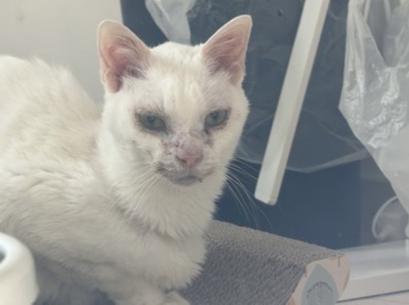 猫と人の合体技「直接給餌」　20260218