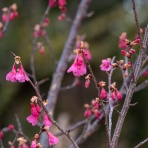 楽のデジカメ散歩