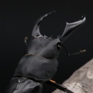 アマミヒラタクワガタWF1　飼育まとめ