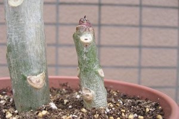 一期一会 見逃すな プルメリア Donald Angus1号2号 The End