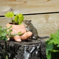 しばらくブログを休みます＆まとめてリス友写真 🐿️🐿️🐿️