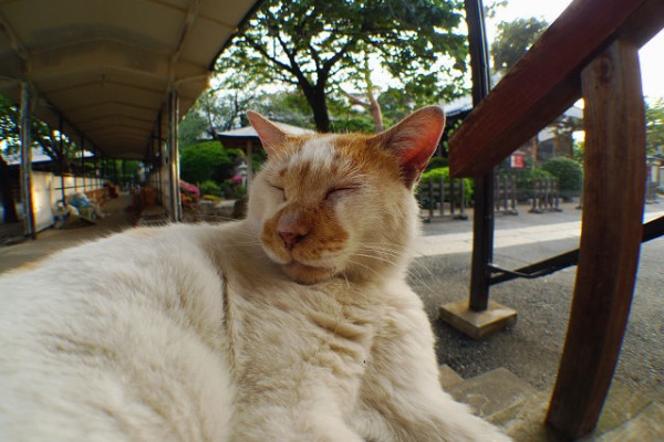 青空と陽だまり 猫の声が聞こえる