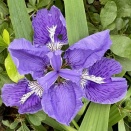 オクラレました